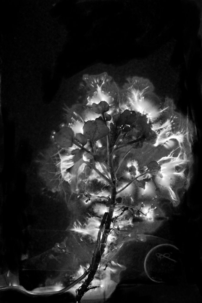 1000leaves