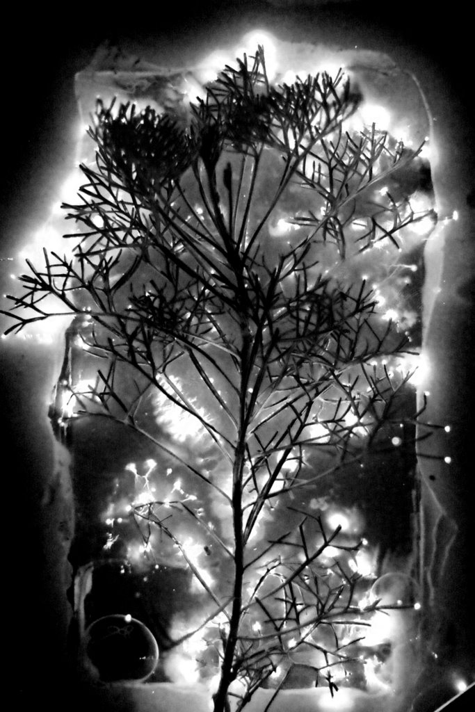 wormwood